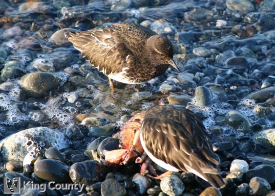 Photo of Black Turnstone - Arenaria melanocephala